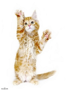 240x320 kitten free mobile wallpaper