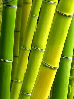 bamboo free mobile wallpaper 240x320