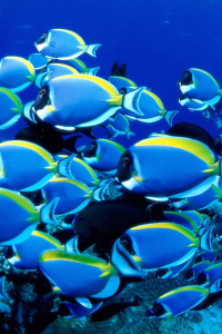 free iphone 4 backgrounds 640x960 fish