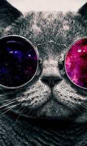 cool cat 480x800 mobile phone wallpaper