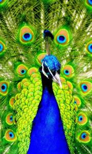 peacock wallpaper for mobile 480x800