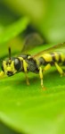 Wqhd mobile phone wallpapers wasp nature