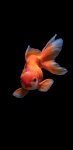 Animals mobile background orange goldfish hd 1440x2960