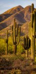 Free mobile background nature desert cactus 1440x2960